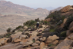 Schlechteranthus subglobosus