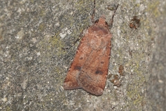 Agrotis trux