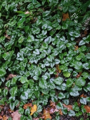 Lamium galeobdolon argentatum