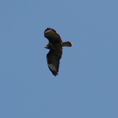 Buteo buteo