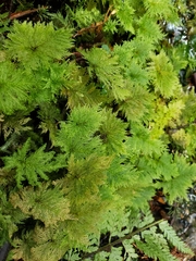 Dendrohypopterygium filiculiforme