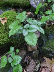 Lamium galeobdolon argentatum