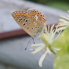 Polyommatus icarus