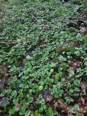 Lamium galeobdolon argentatum