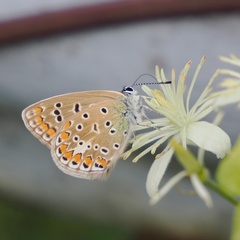 Polyommatus icarus
