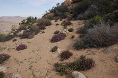 Schlechteranthus subglobosus