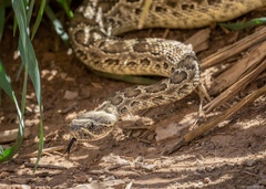 Crotalus viridis