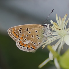 Polyommatus icarus