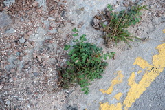 Sanguisorba minor balearica