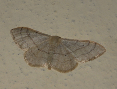 Idaea aversata