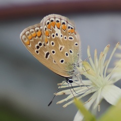 Polyommatus icarus