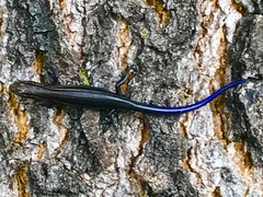 Plestiodon septentrionalis