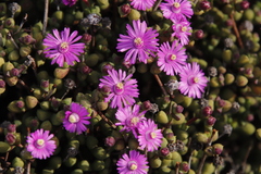 Schlechteranthus subglobosus
