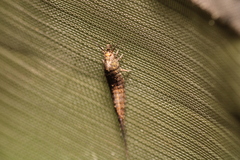 Archaeognatha