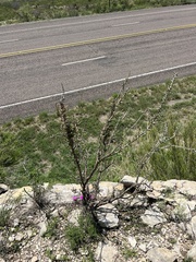 Cylindropuntia leptocaulis