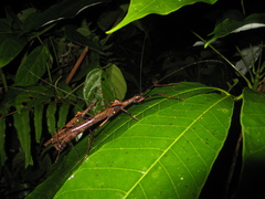 Pseudophasma andreaszomproi