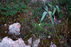 Dianthus marschallii