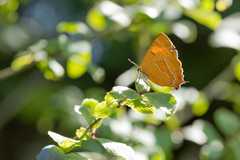 Thecla betulae