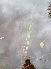 Schoenoplectus subterminalis