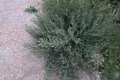 Echium italicum biebersteinii