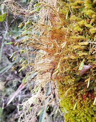 Leptostomum inclinans