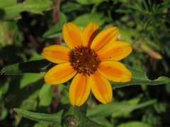 Zinnia haageana