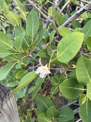 Tabebuia heterophylla