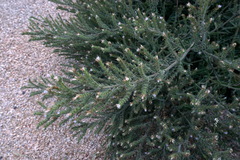 Echium italicum biebersteinii