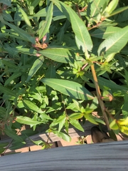 Decodon verticillatus