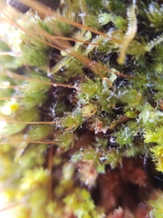 Leptostomum inclinans