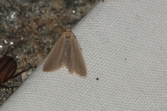 Eilema lurideola