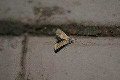 Heliothodes diminutiva