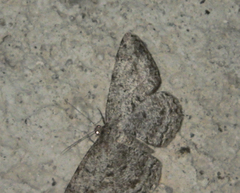Hypomecis roboraria