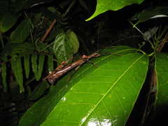 Pseudophasma andreaszomproi