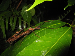 Pseudophasma andreaszomproi