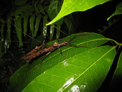 Pseudophasma andreaszomproi