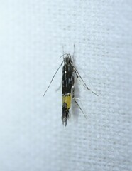 Cosmopterix