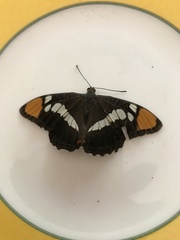 Adelpha californica