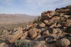 Ozoroa