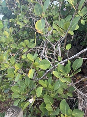 Tabebuia heterophylla