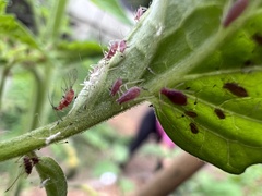 Macrosiphum