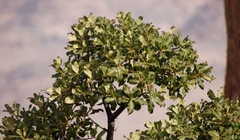 Ozoroa