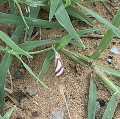 Microtheoris vibicalis