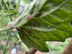 Macrosiphum
