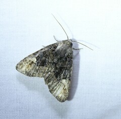 Euplexia benesimilis