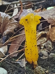 Leotia lubrica