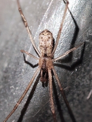 Episinus algiricus