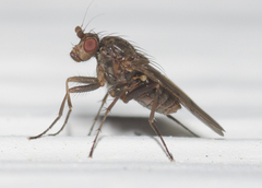 Heleomyzidae