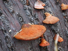 Trametes cinnabarina