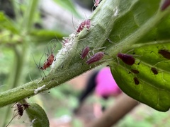 Macrosiphum
